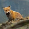Liska obecna - Vulpes vulpes - Red Fox 2236